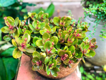 Close-up of flowering plant