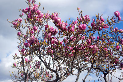 Low angle view of cherry blossoms against sky