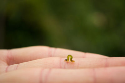 Close-up of hand holding insect on leaf