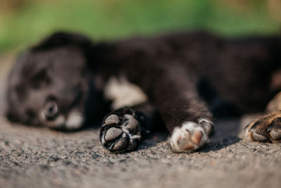 Close-up of animal sleeping