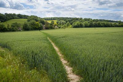 Scenic view of agricultural field against sky