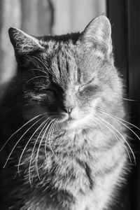 Italian tabby cat with sleepy face,lovely fluffy cat indoor.european kittens.pet lovers. isolated