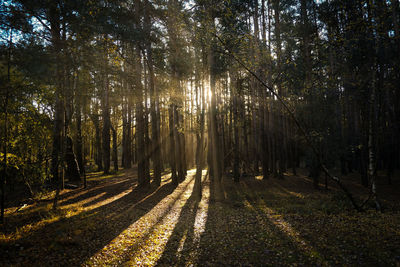 Road amidst trees in forest