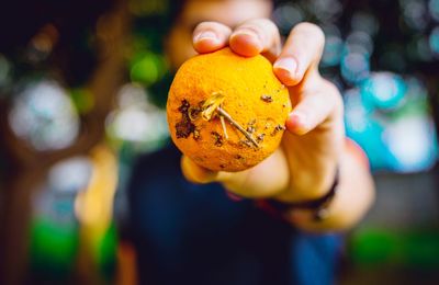 Close-up of hand holding fruit