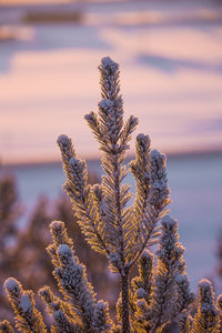 Close-up of frozen plant against sky