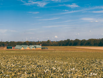 Scenic view of agricultural field against sky