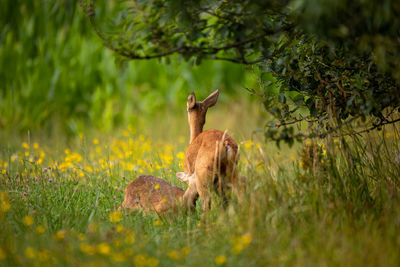 Squirrel on a field