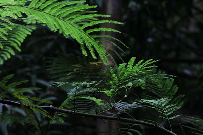 Close-up of fern tree