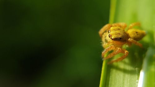 Close-up of insect perching on flower