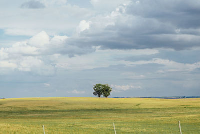Trees on field against sky
