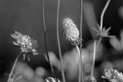 Close-up of dandelion flower on field