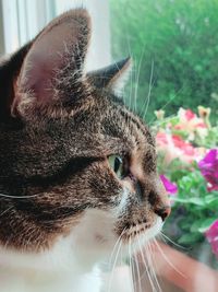 Close-up of a cat looking away
