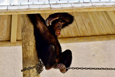 Monkey sitting in a zoo