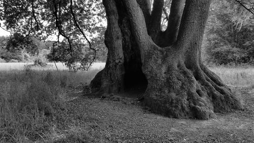 Trees growing in forest