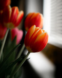 Close-up of tulip flower