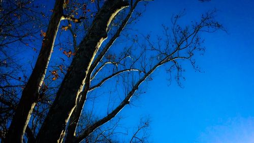 Low angle view of bare trees against blue sky