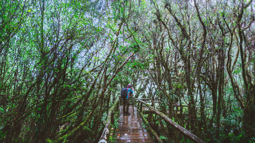 Low angle view of man walking on tree