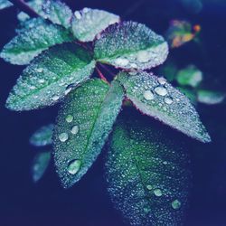 Close-up of raindrops on leaves