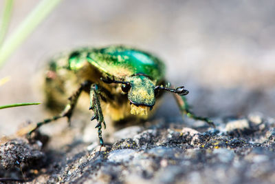 Close-up of insect