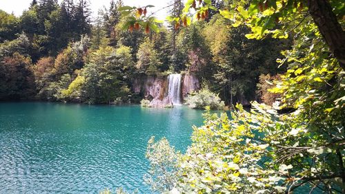 Scenic view of lake amidst trees in forest