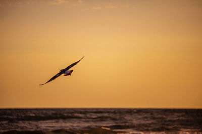 Bird flying over sea against orange sky