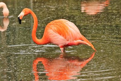 Side view of orange flamingo in lake