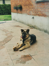 Dog sitting on tiled floor