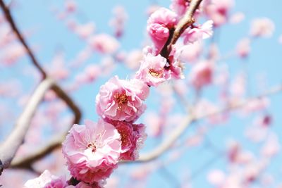 Close-up of pink cherry blossom