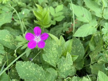 Close-up of pink flowering plant