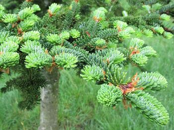 Close-up of pine tree