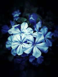 Close-up of purple flowers