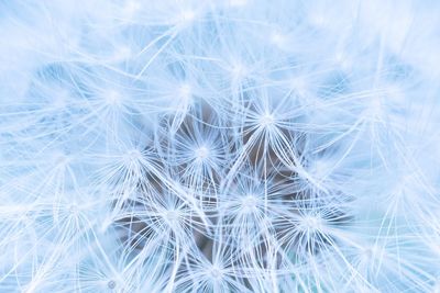 Close-up of dandelion on plant