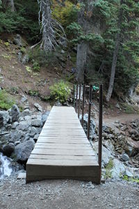 Boardwalk amidst trees in forest