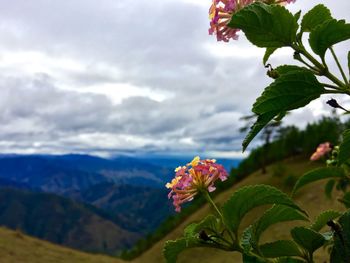 Close-up of pink flower in mountains
