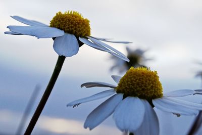 Close-up of yellow flower against sky