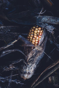 Close-up of berries on tree