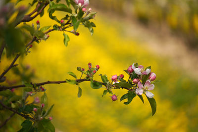 Close-up of flowering plant against blurred background