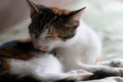 Close-up of cat sleeping