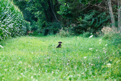 View of a bird on field