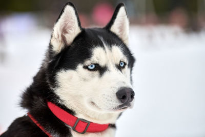 Husky sled dog face, winter background. siberian husky dog breed outdoor muzzle portrait