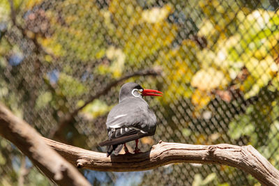 Low angle view of bird perching on branch in cage