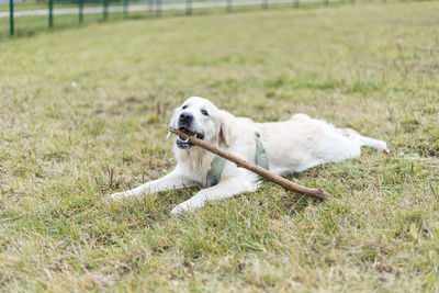 Golden retriever pale young dog is running on the grass