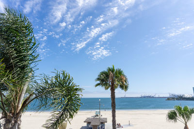 Palm trees on beach against sky and ocean 