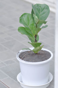 Close-up of potted plant in pot