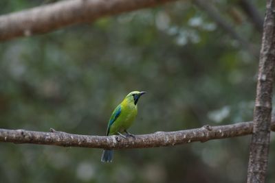 Close-up of bird perching on branch