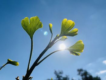 Low angle view of flowering plant against sky