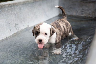 Portrait of puppy in water