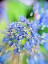 Close-up of purple flowering plant