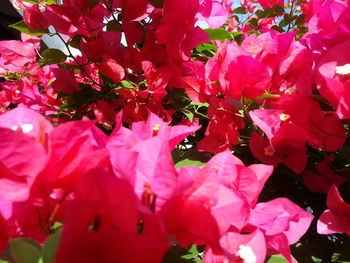 Close-up of pink bougainvillea blooming outdoors