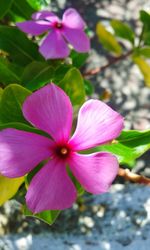 Close-up of pink flower